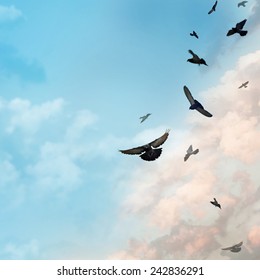 Birds Flying In The Sky