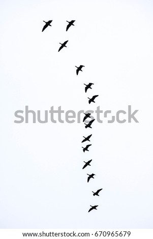 Similar – 36 Vogel Vogelschwarm