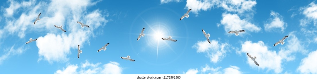 birds flying in the sky. flock of seagulls flying in panoramic sunny sky. horizontal sky view. - Shutterstock ID 2178591583