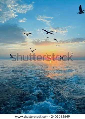  Birds flying sky and flock of seagulls flying over sea 