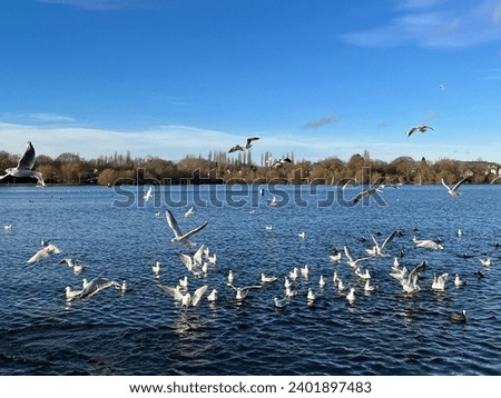 birds, flying birds, swimming duck, swan, reservoir, blue sky