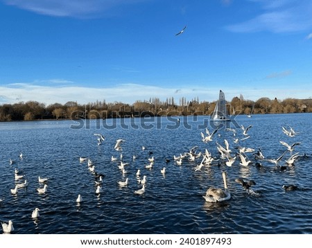 birds, flying birds, swimming duck, swan, reservoir, blue sky