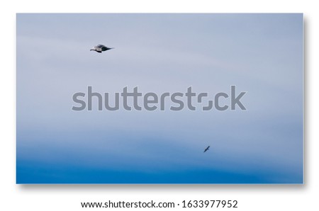 Similar – Two seagulls in the sky