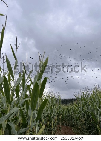 Birds flying through a cornfield