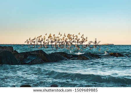 Similar – Seagulls at sunset by the sea