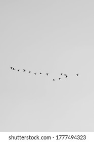 Birds Flying In A V Formation, Shot In Black And White