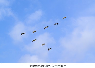 Birds flying in V formation in Tulum, Mexico on a sunny day
