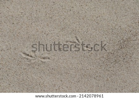 birds foot prints on sand dune 
