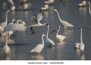 Birds foraging or resting in wetland