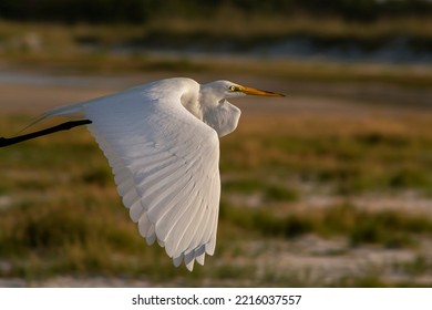 Birds At Fort De Soto State Park