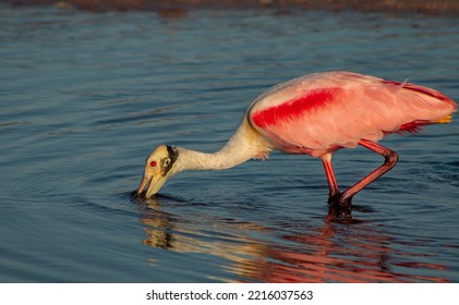 Birds At Fort De Soto State Park