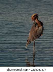 Birds At Fort De Soto State Park