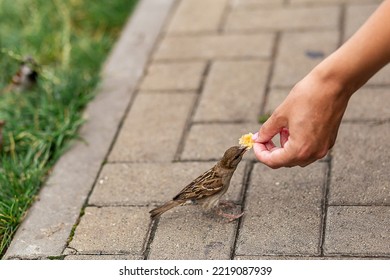 The Birds Found The Remains Of Bread Crumbs In The Spring Park 