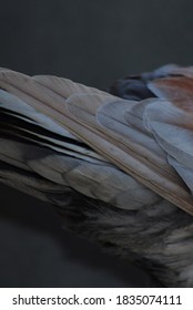 Bird's fur wallpaper for mobile