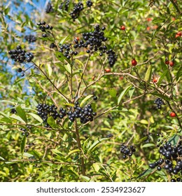 The bird's gorse is a free-growing shrub 1 to 3 m tall. The fruit is a round, black, shiny berry with a diameter of 5 to 10 mm.