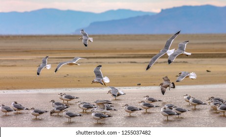 Birds In The Great Salt Lake With Mountain And Sky