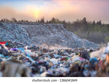 Birds Gulls Fly Over A Landfill In Europe, Like Over A Huge Sea Of Garbage In Search Of Food. Waste Lies Thickly Up To The Forest, Attracting Birds And Rodents