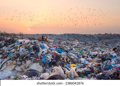 Vogelschnecken fliegen über eine Mülldeponie in Europa, wie über ein riesiges Müllmeer auf der Suche nach Nahrungsmitteln. Abfälle liegen dicht bis zum Wald hinauf und ziehen Vögel und Nager an