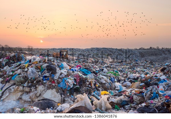 Birds gulls fly over a\
landfill in Europe, like over a huge sea of garbage in search of\
food. Waste lies thickly up to the forest, attracting birds and\
rodents