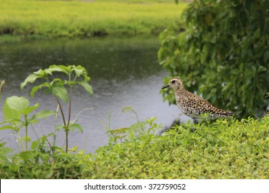 Birds Of Hamakua Wetlands
