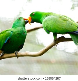 Birds Kissing Images Stock Photos Vectors Shutterstock