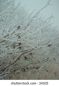 Birds in a hoarfrost covered tree.