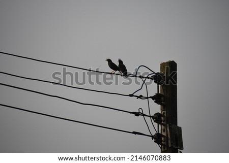 Birds holding on powerline wire 