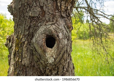 A bird's hollow in the trunk of an old large tree. Summer landscape on the background. Horizontal view. - Shutterstock ID 1986856670