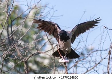 Birds Hooded Crow Corvus cornix. With open wings, holding lard in his paws