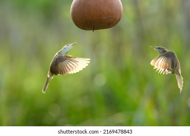 Birds are hovering in the air (Oriental Reed Warbler)