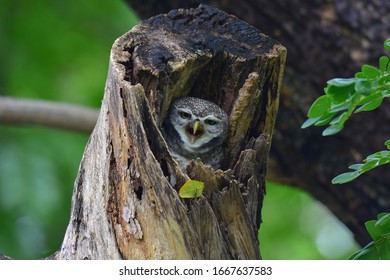The birds are nocturnal Like hunting a little nap if Ea Spotted Owlet hot air coming out of the show. - Shutterstock ID 1667637583