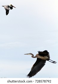 Birds. The Image Was Taken In Corpus Christi, TX