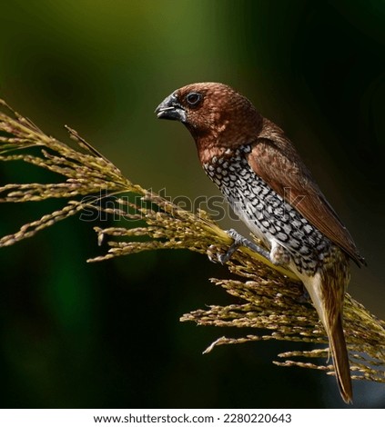 Birds, Indian Birds, Munia, Scaly-breasted munia, Action photography of Indian Birds.