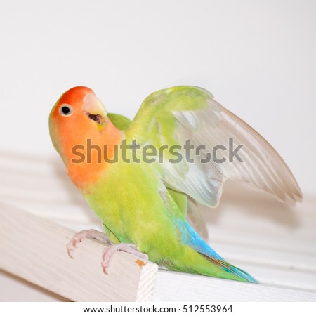 Birds Inseparable Birds Inseparable
