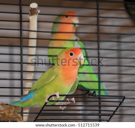 Birds Inseparable Birds Inseparable