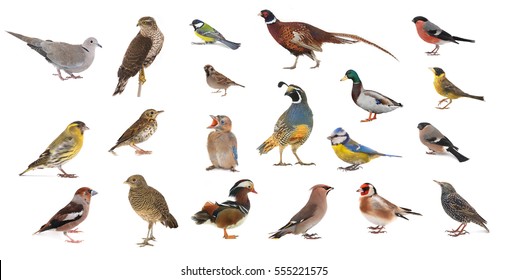 Birds Isolated On A White Background