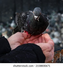 Birds In Istanbul Eyup Sultan Mosque

Turkish-istanbul Eyüp Sultan Camisinde Güvercinlik