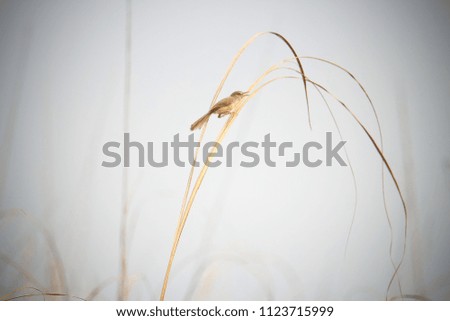 Similar – Image, Stock Photo No pipe sparrow