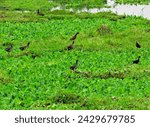 birds known as: Wattled Jacana (Jacana jacana) and Common Gallinule (Gallinula galeata), walking in a flooded area of ​​the Tiete river floodplain.