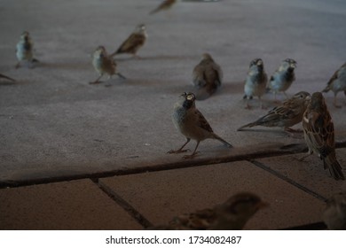 Birds In Kona International Airport