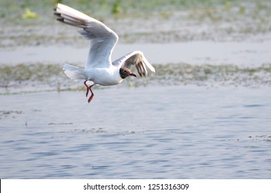 Birds At Lake Skadar / Montenegro