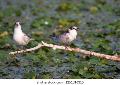 Birds At Lake Skadar / Montenegro