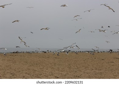 Birds Landing On A Northern California Beach