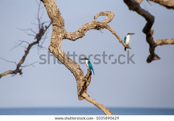 Birds live in mangrove\
forest.