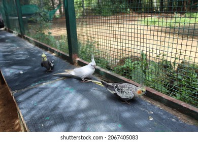 Birds looking at the camera 
