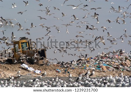 Birds looking for food in the trash, Seagulls