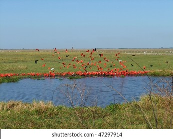 Birds In Los Llanos