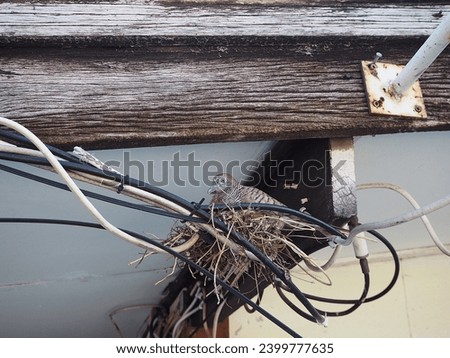 Birds make nests on the electrical wires inside the roof of the house,Residents have problems with germs that come from bird feces.
