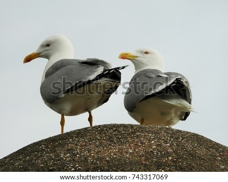 Similar – Image, Stock Photo A sea rat rarely comes alone