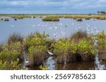 Birds in marsh at Merritt Island National Wildlife Refuge, Florida